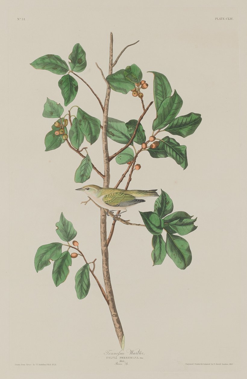 Tennessee Warbler, 1832. by Robert Havell