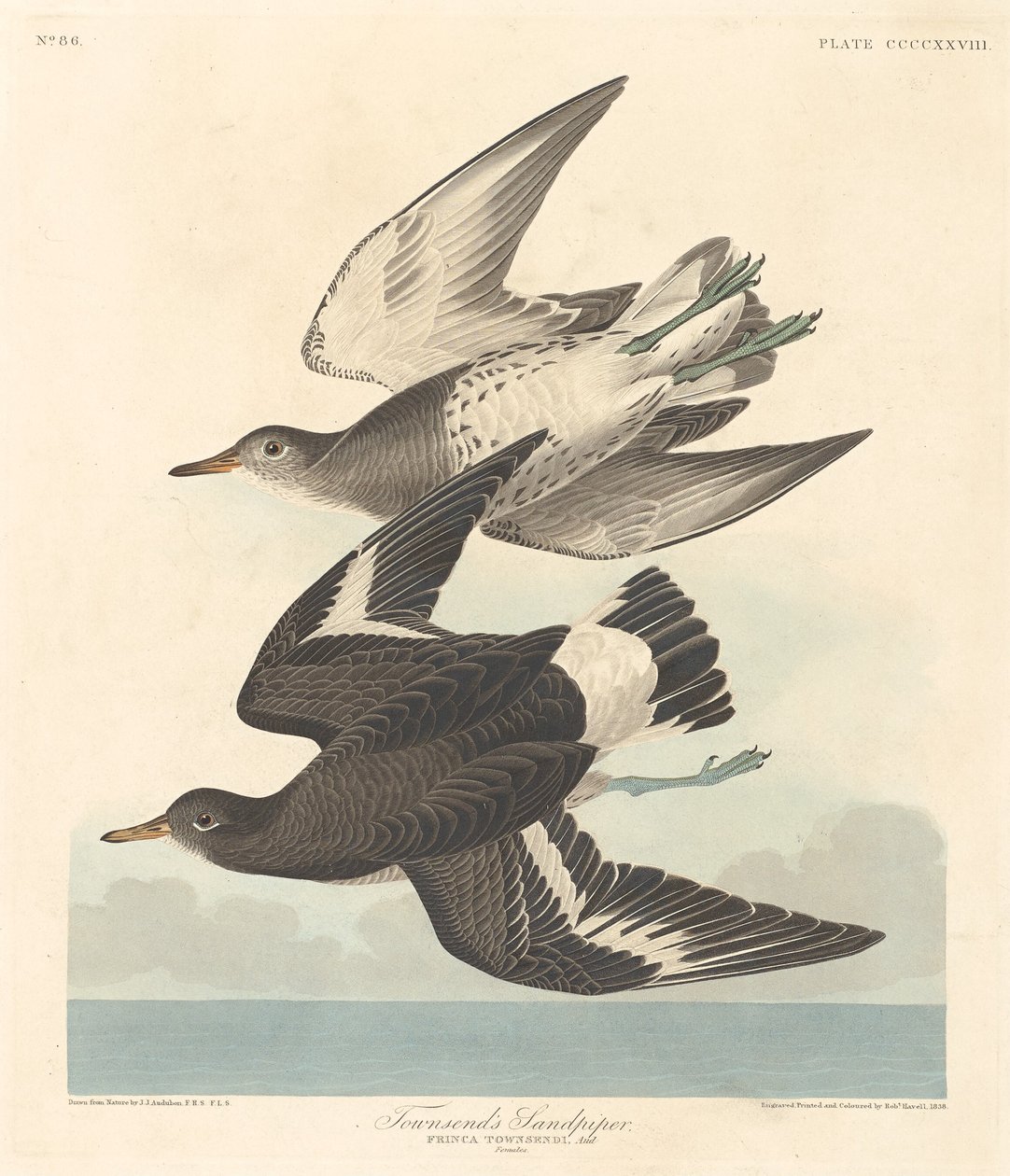 Townsend'in Sandpiper'ı, 1838. by Robert Havell