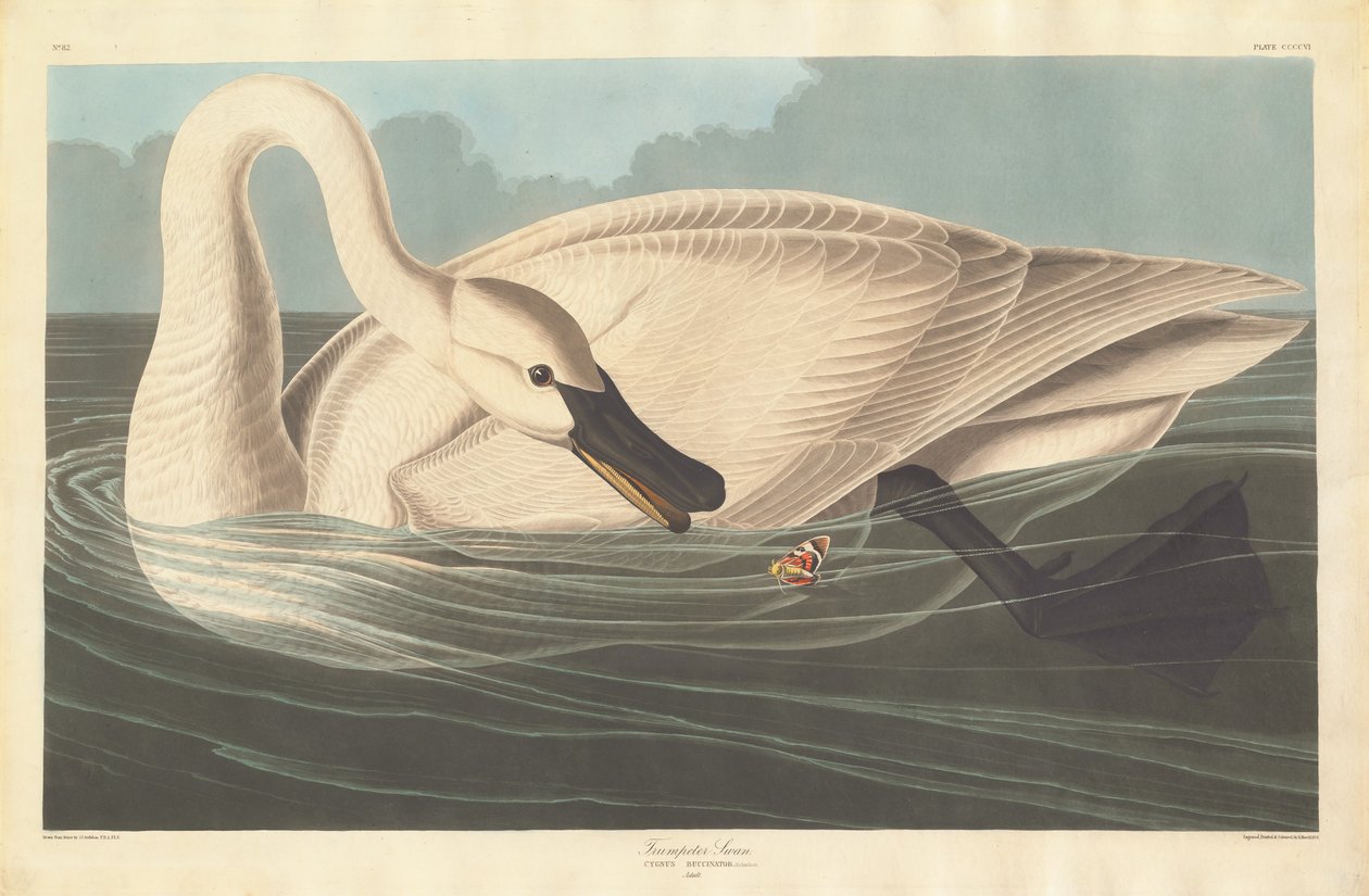 Trompetçi Kuğu, 1838. by Robert Havell