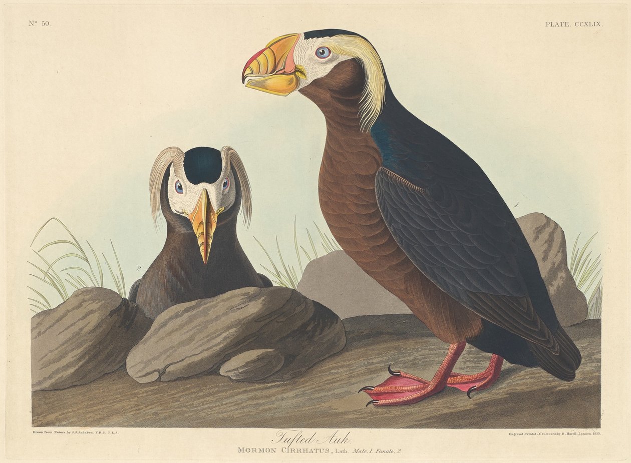 Tepeli Auk, 1835. by Robert Havell