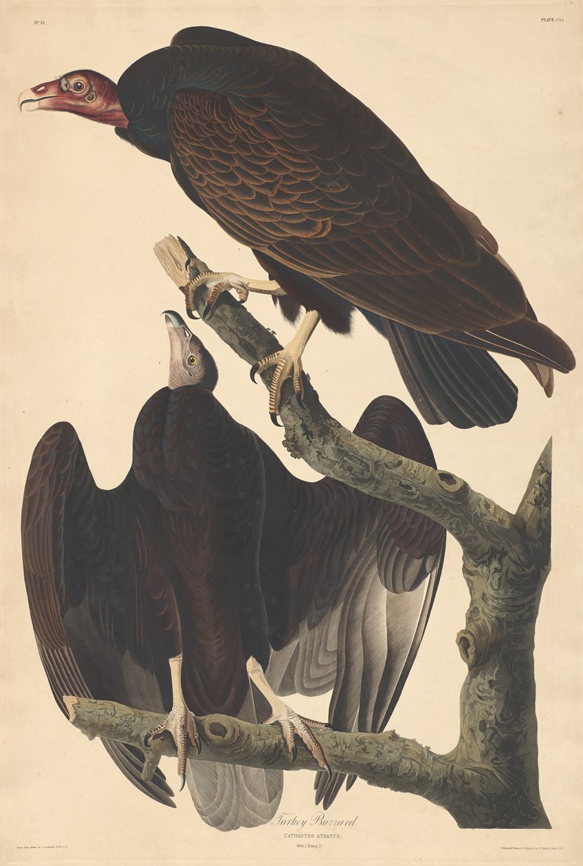 Türkiye Şahini, 1832. by Robert Havell
