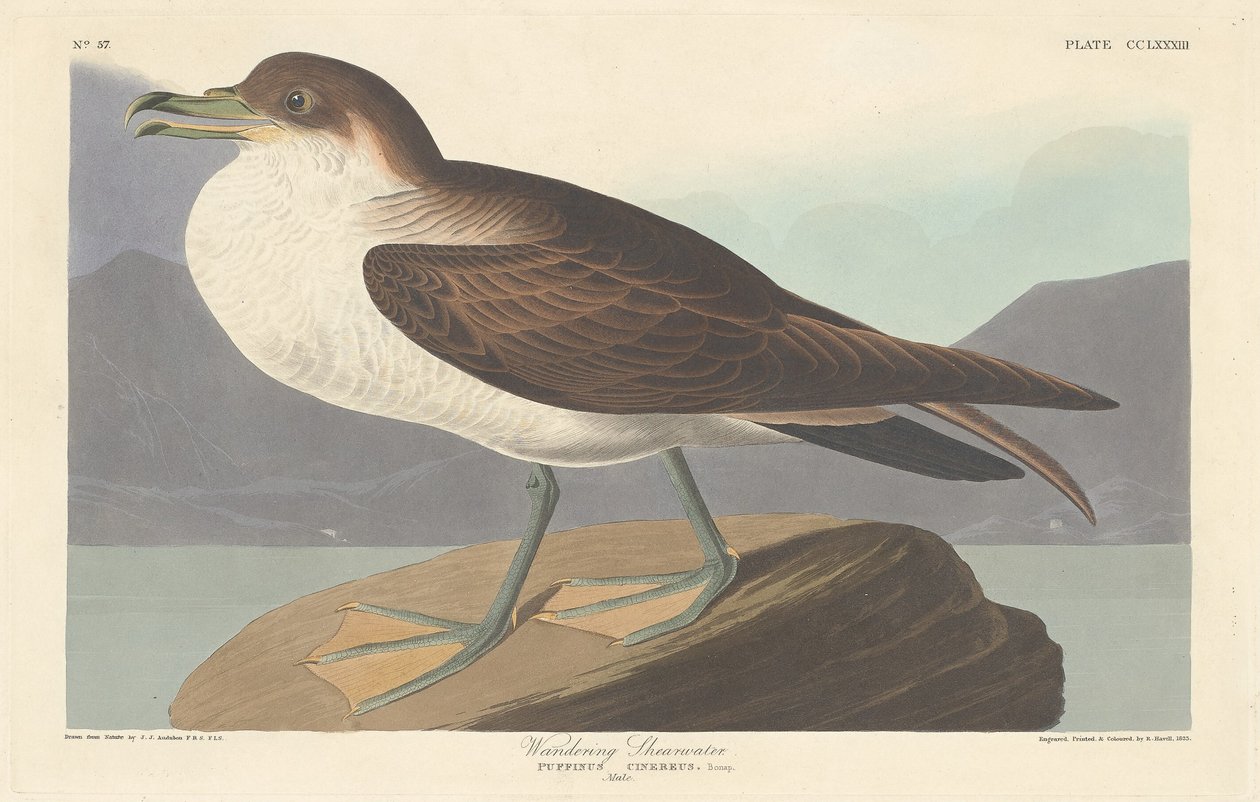 Gezgin Shearwater, 1835. by Robert Havell