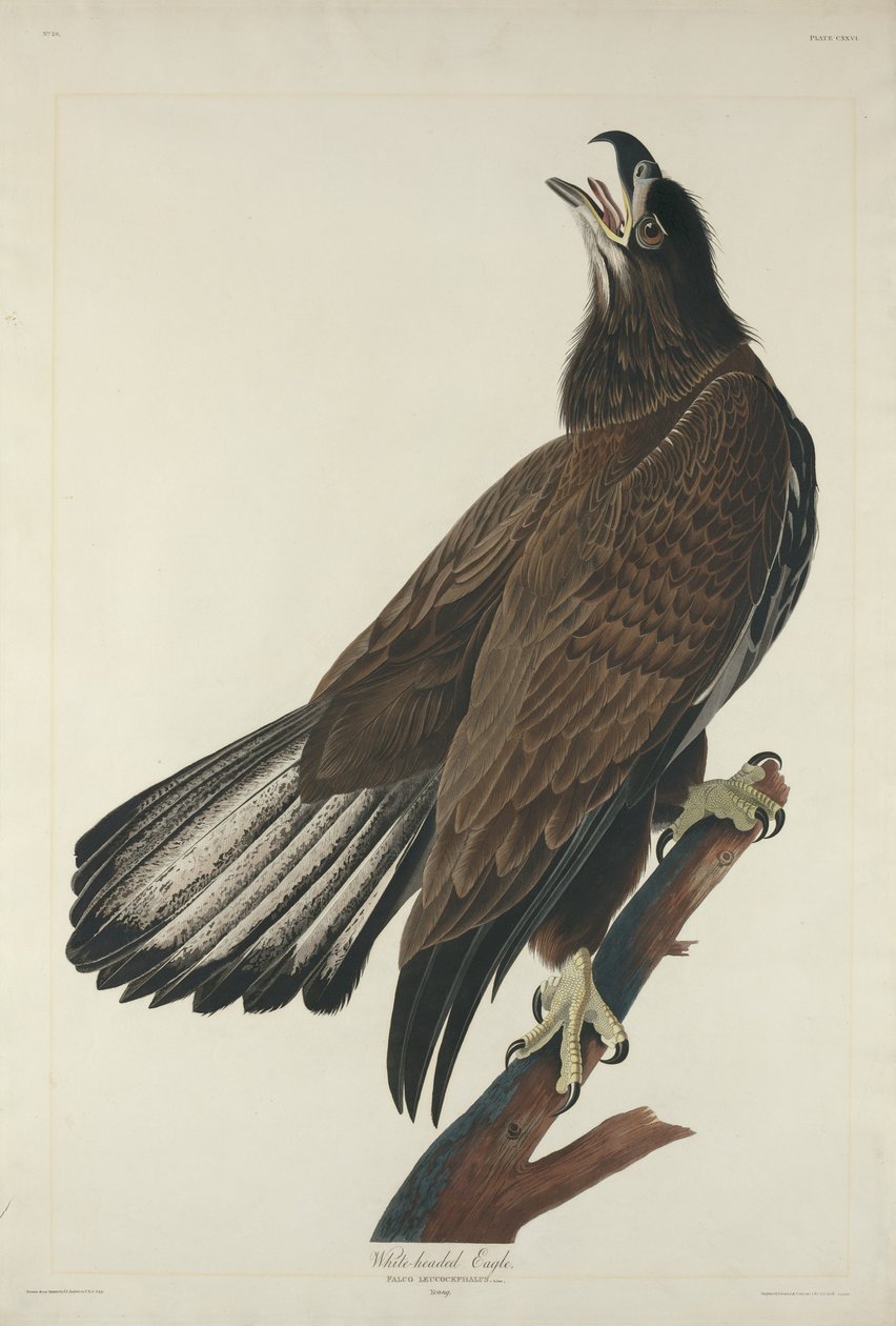Ak Başlı Kartal, 1832. by Robert Havell