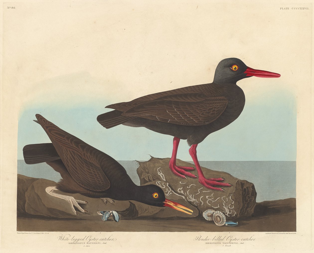 Beyaz Bacaklı İstiridye Yakalayıcı ve İnce Faturalı İstiridye Yakalayıcı, 1838. by Robert Havell