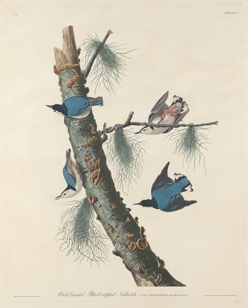 Ak göğüslü Siyah başlıklı sıvacı kuşu, 1832. by Robert Havell