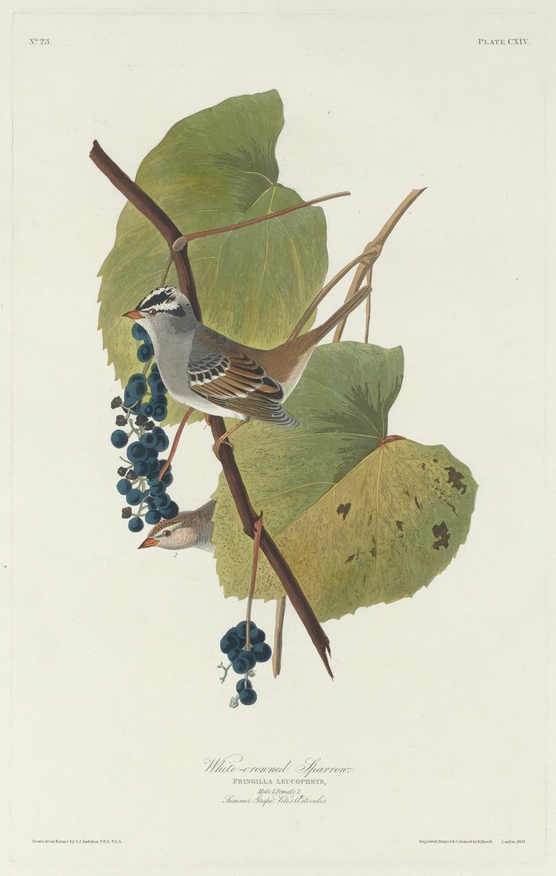 Beyaz taçlı Serçe, 1831. by Robert Havell