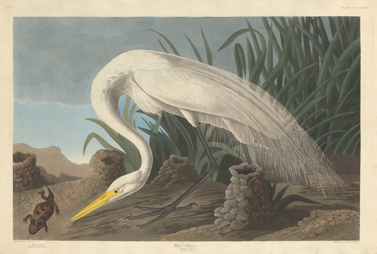 Beyaz Balıkçıl, 1837. by Robert Havell