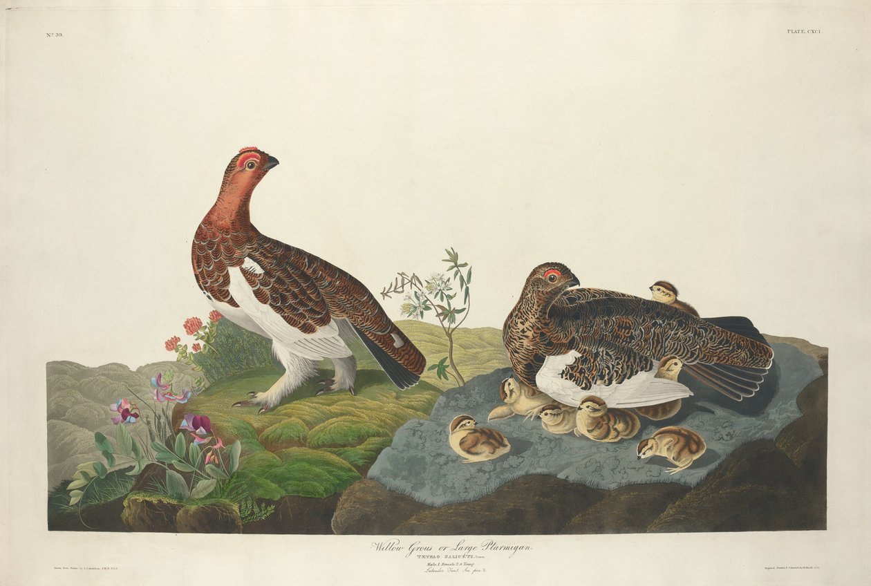 Söğüt Grous, 1834. by Robert Havell