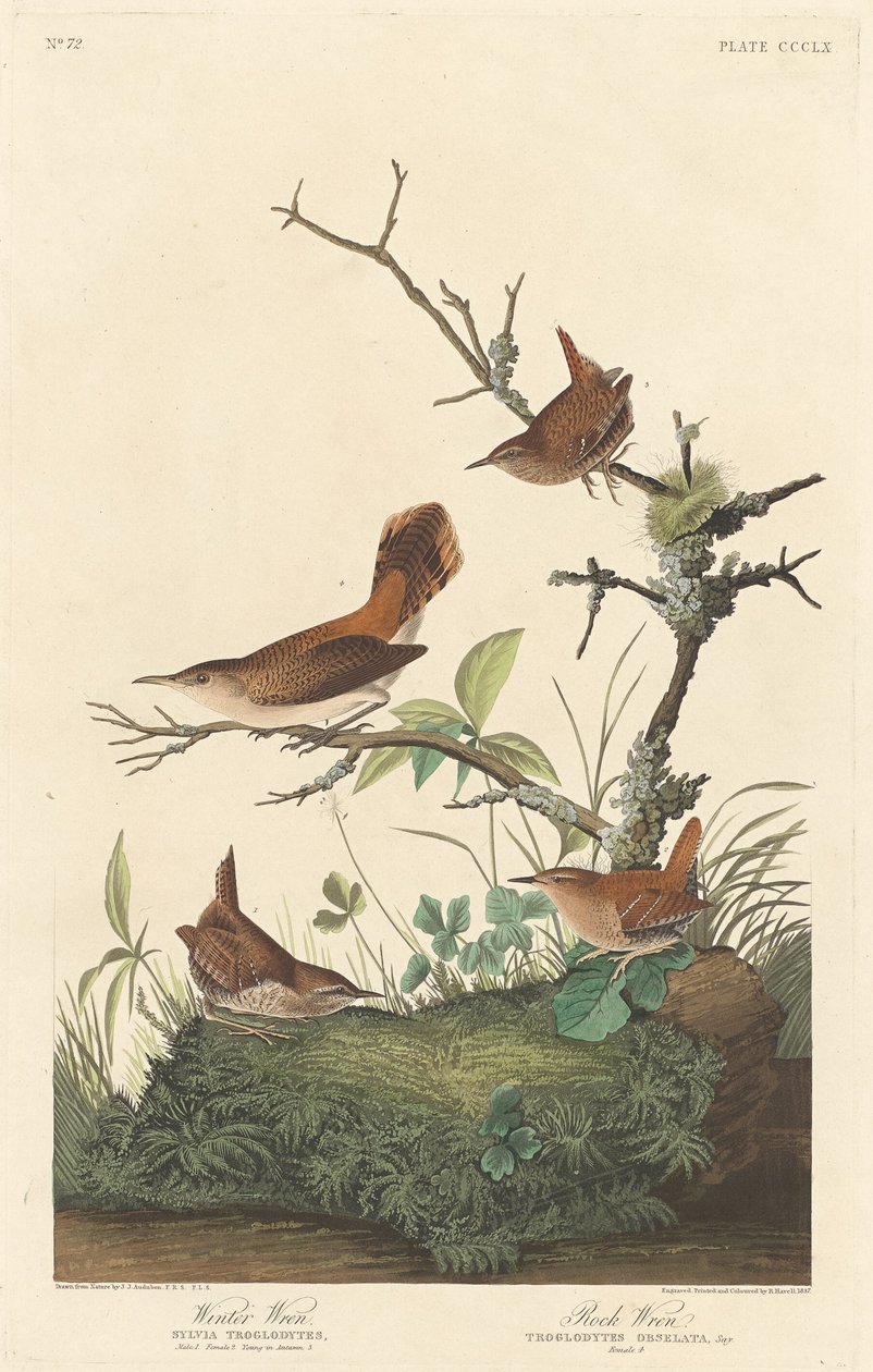 Kış Çitleri ve Taş Çitleri, 1837. by Robert Havell