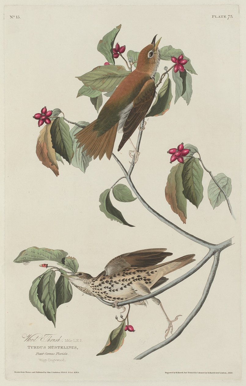 Ahşap Ardıç, 1829. by Robert Havell