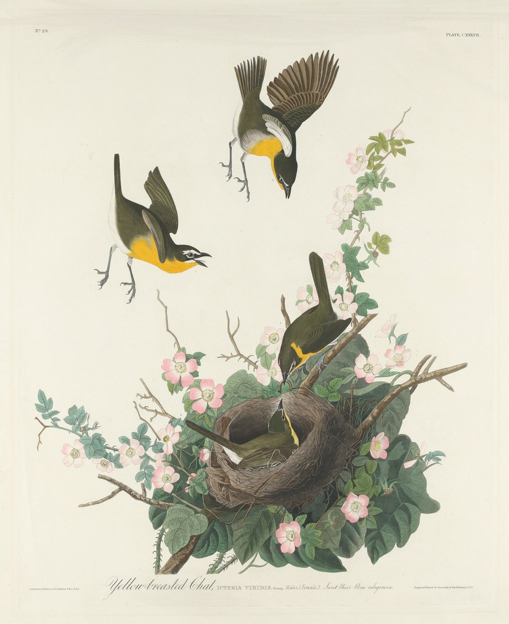 Sarı Göğüslü Sohbet, 1832. by Robert Havell