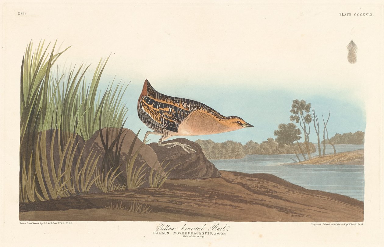 Sarı göğüslü Ray, 1836. by Robert Havell