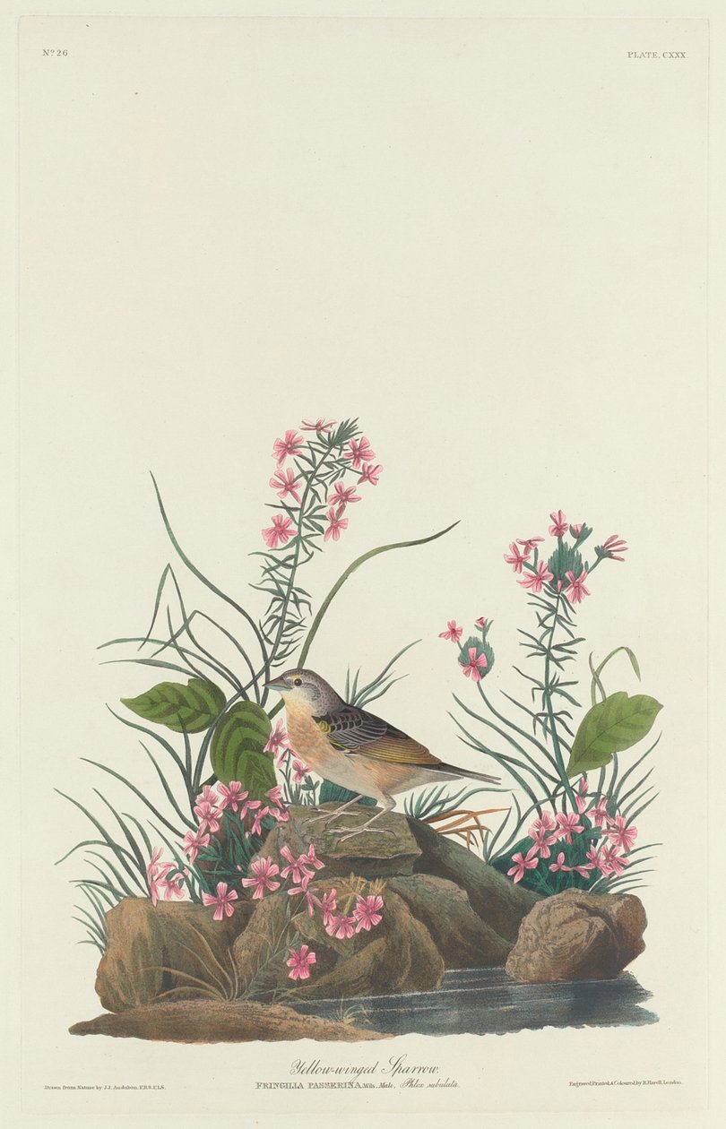 Sarı kanatlı serçe, 1832. by Robert Havell