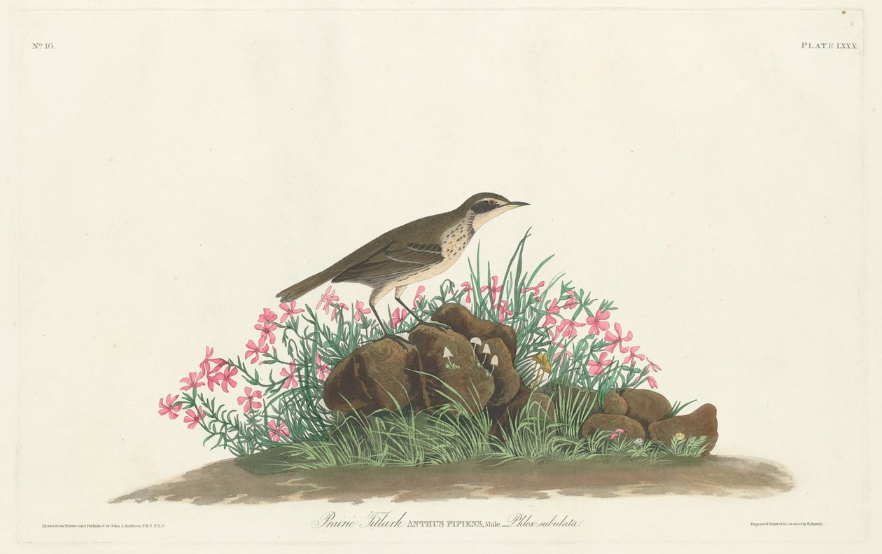 Çayır Titlark by Robert Havell, Jr. after John James Audubon
