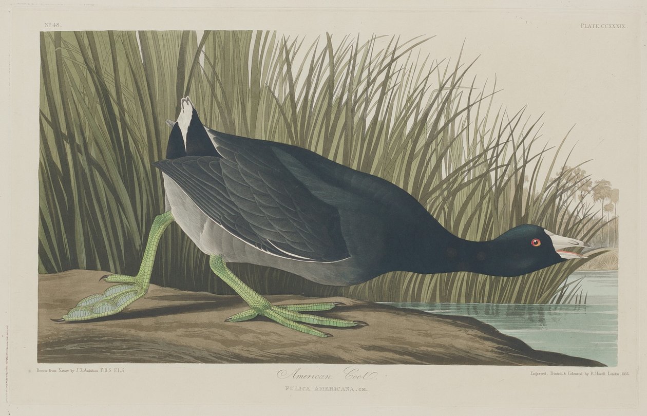 amerikan kabağı by Robert Havell after John James Audubon