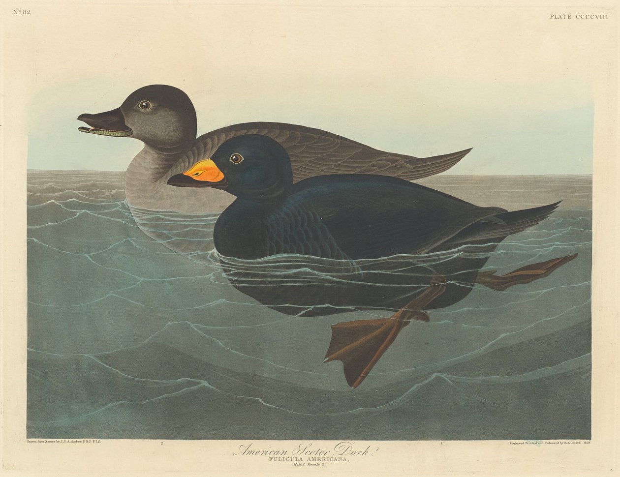 Amerikan Scoter Ördeği by Robert Havell after John James Audubon