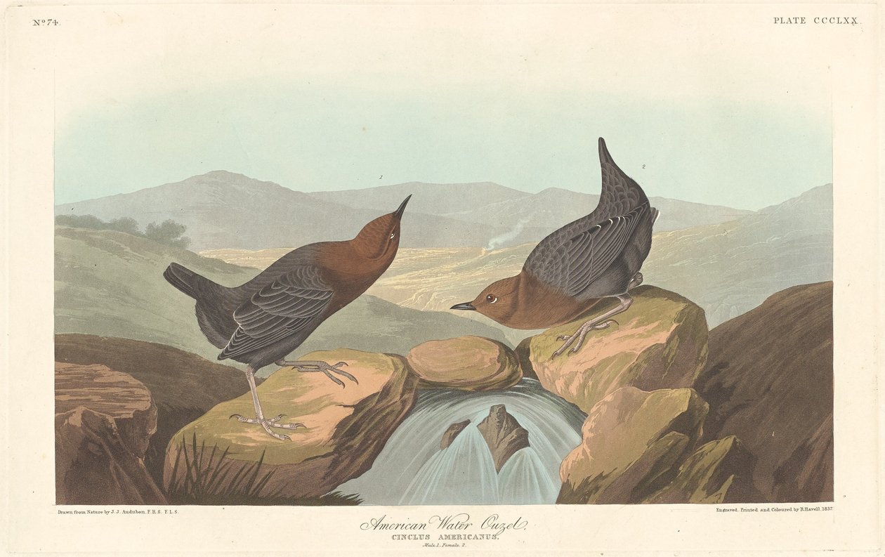Amerikan Su Ozeli by Robert Havell after John James Audubon