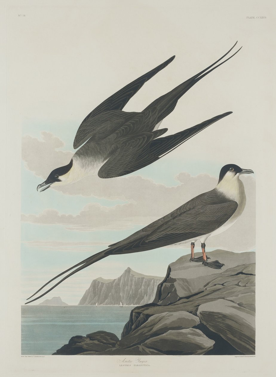 Arktik Jager by Robert Havell after John James Audubon