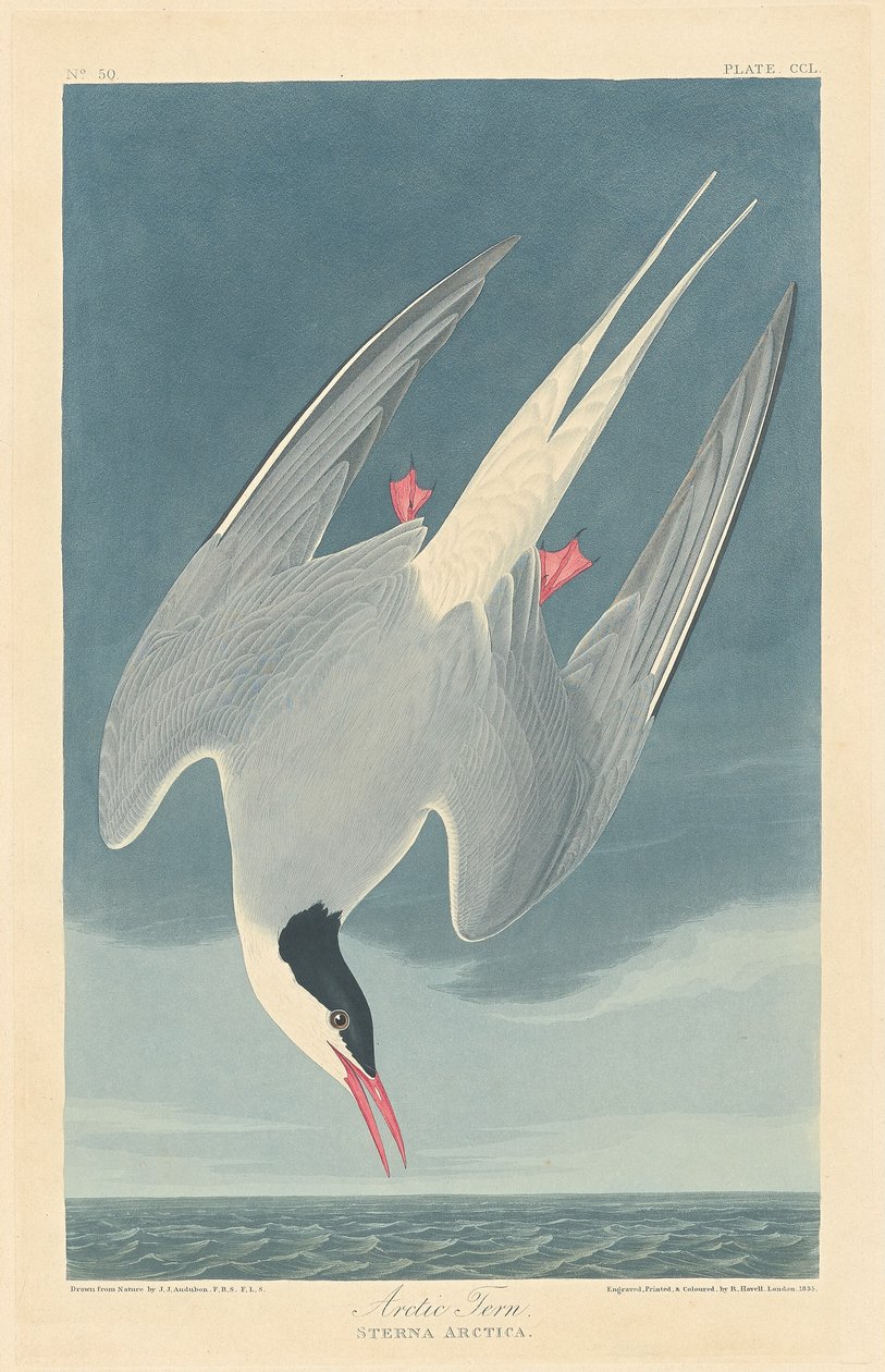 Kuzey sumrusu by Robert Havell after John James Audubon
