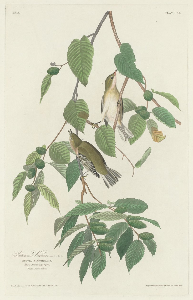 sonbahar ötleğen by Robert Havell after John James Audubon