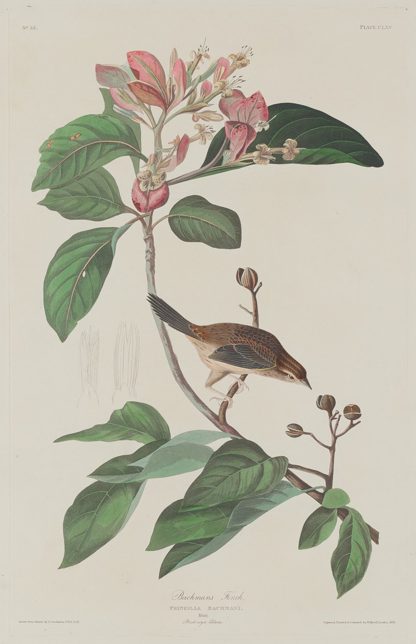 Bachman ispinozu by Robert Havell after John James Audubon