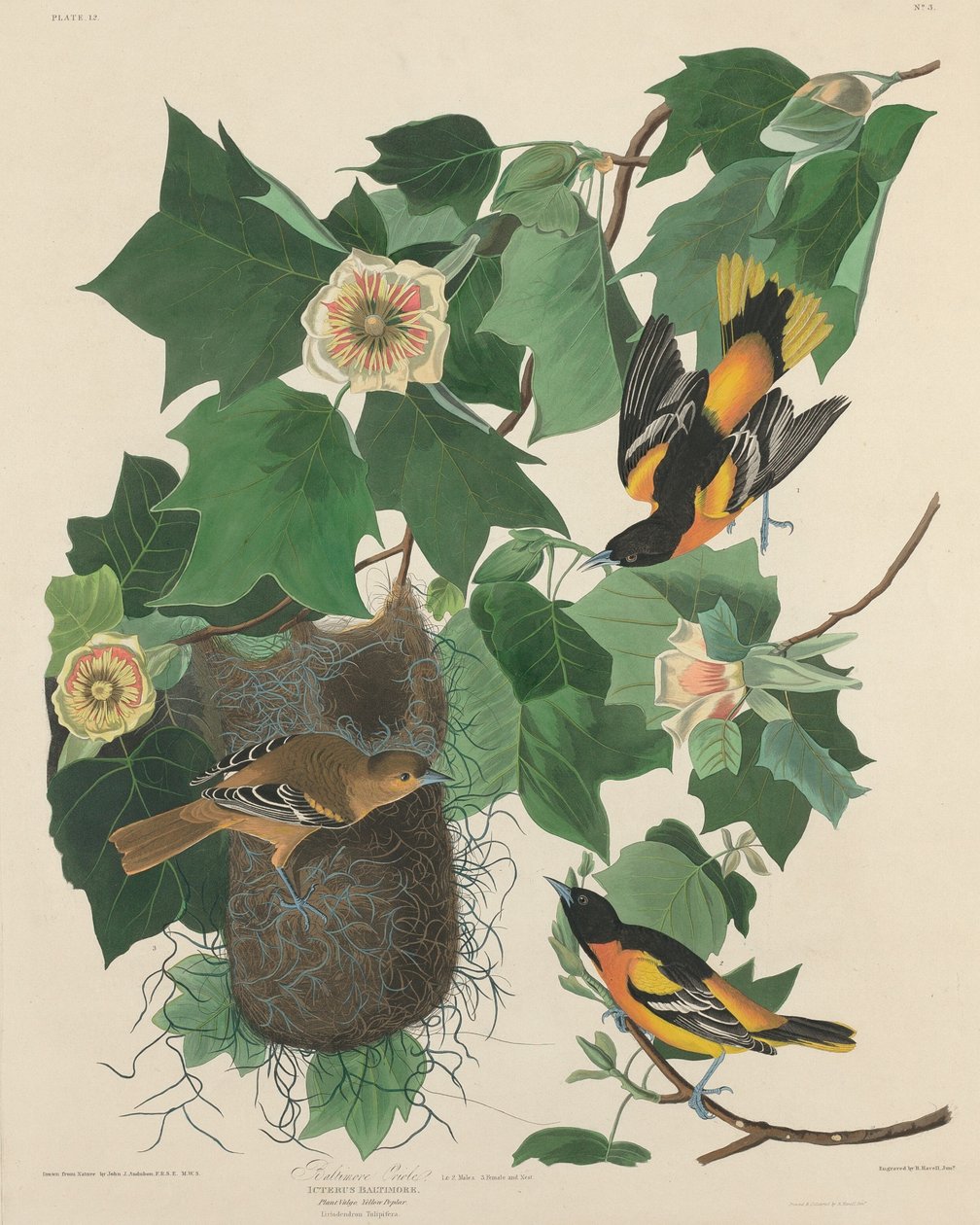 Baltimore Sarımsak by Robert Havell after John James Audubon