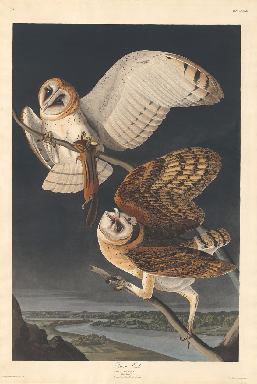peçeli baykuş by Robert Havell after John James Audubon