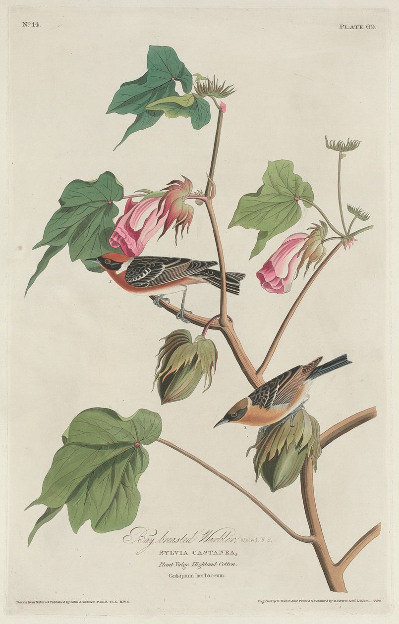 defne göğüslü ötleğen by Robert Havell after John James Audubon