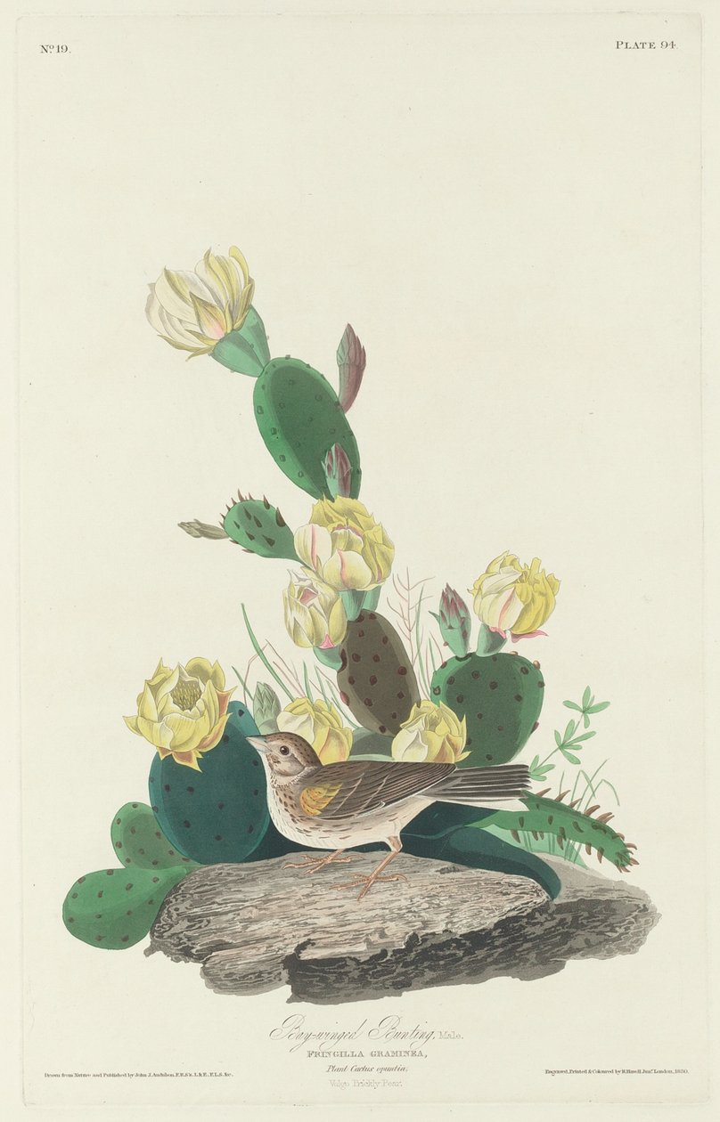 defne kanatlı kiraz kuşu by Robert Havell after John James Audubon