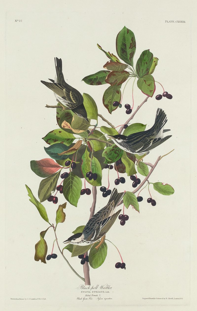 Kara Havuz Ötleğen by Robert Havell after John James Audubon