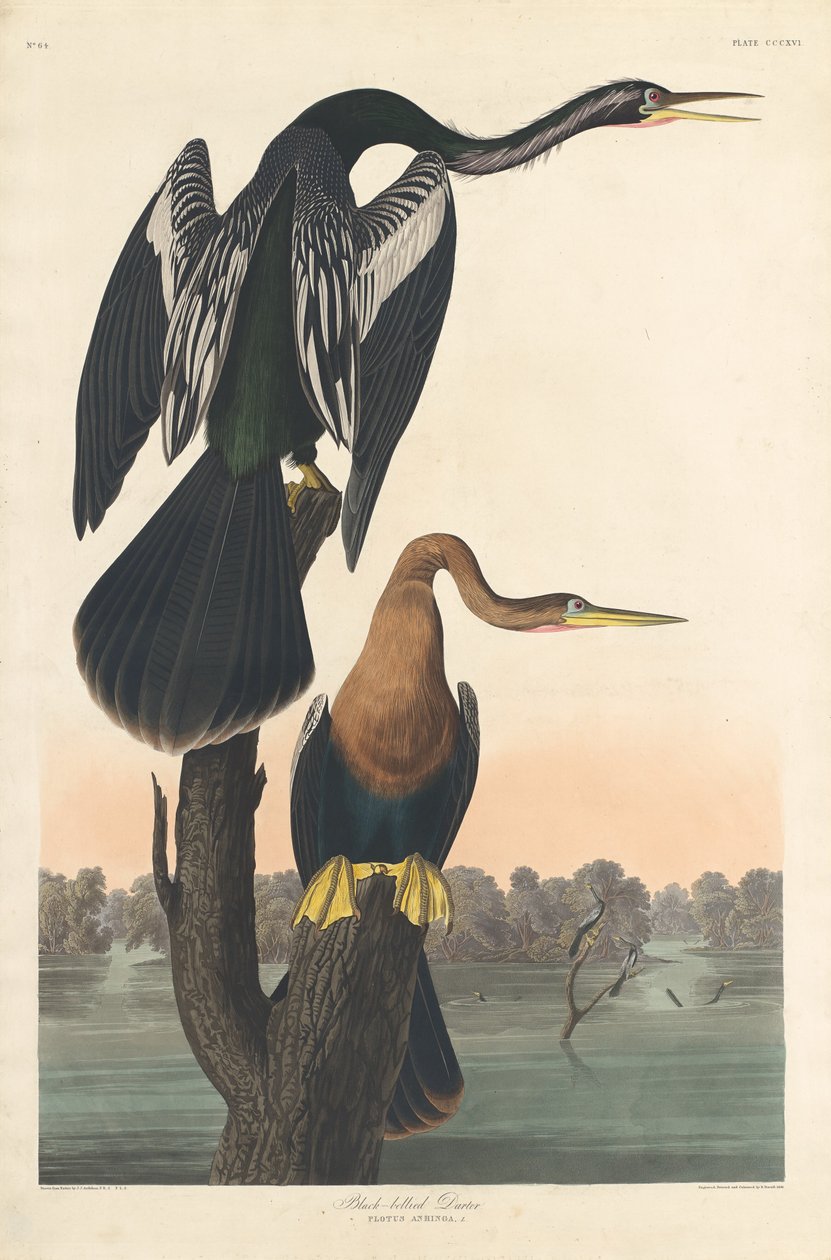 Kara göbekli Darter by Robert Havell after John James Audubon