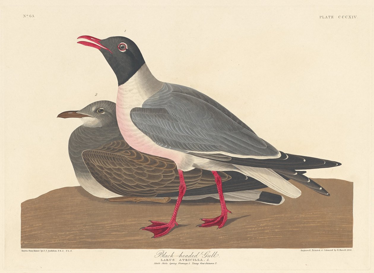 kara başlı martı by Robert Havell after John James Audubon