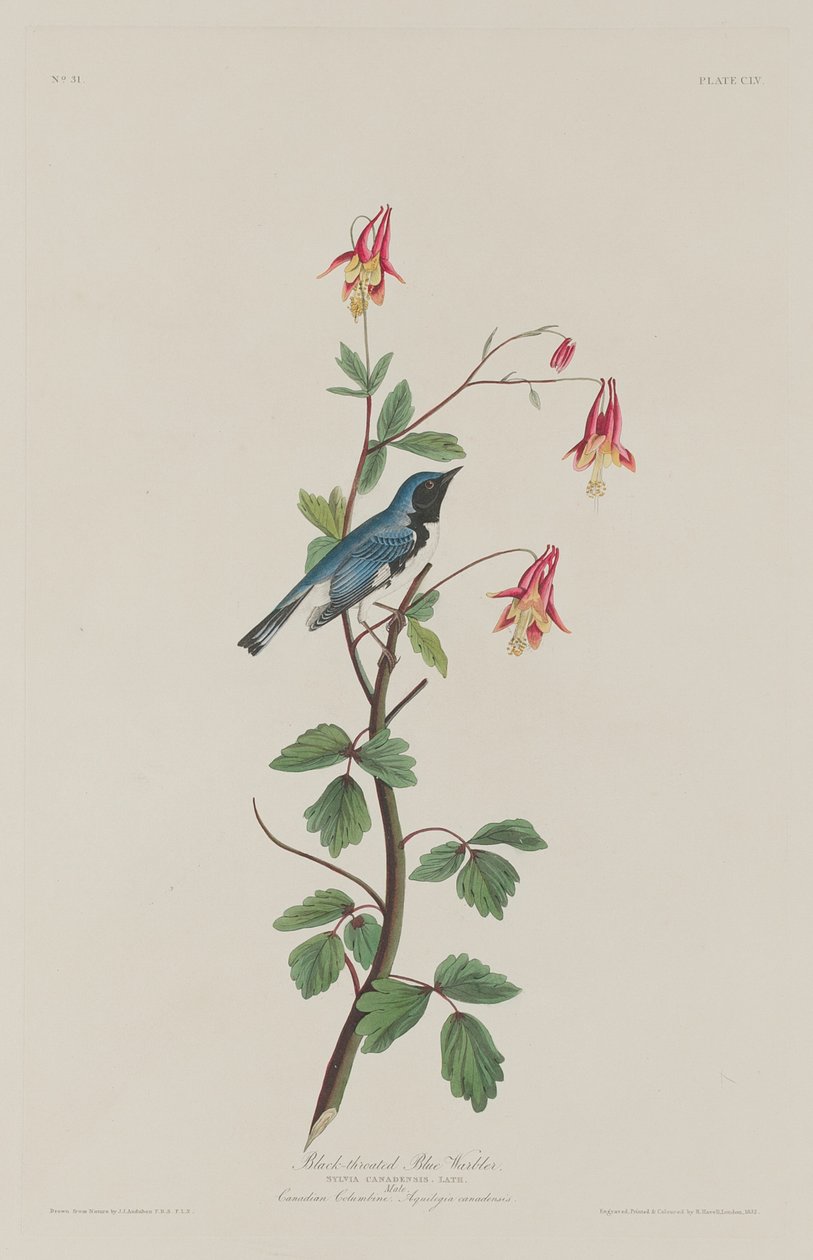 Kara boğazlı Mavi Ötleğen by Robert Havell after John James Audubon