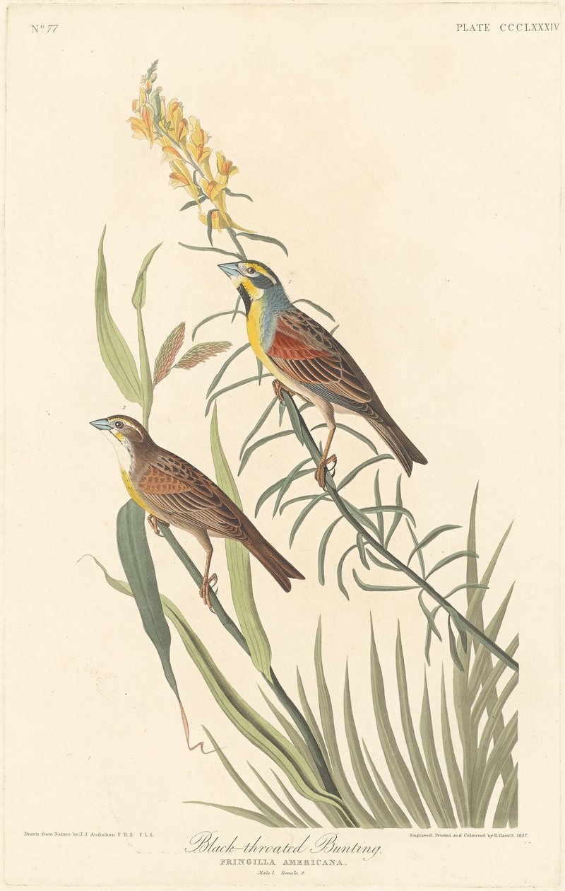 siyah boğazlı kiraz kuşu by Robert Havell after John James Audubon