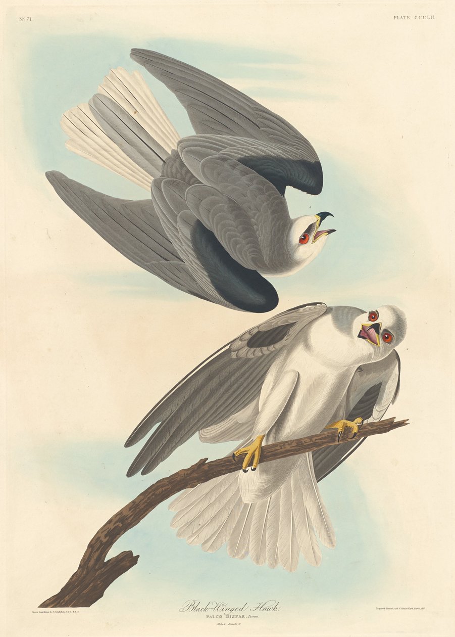 Kara kanatlı Şahin by Robert Havell after John James Audubon