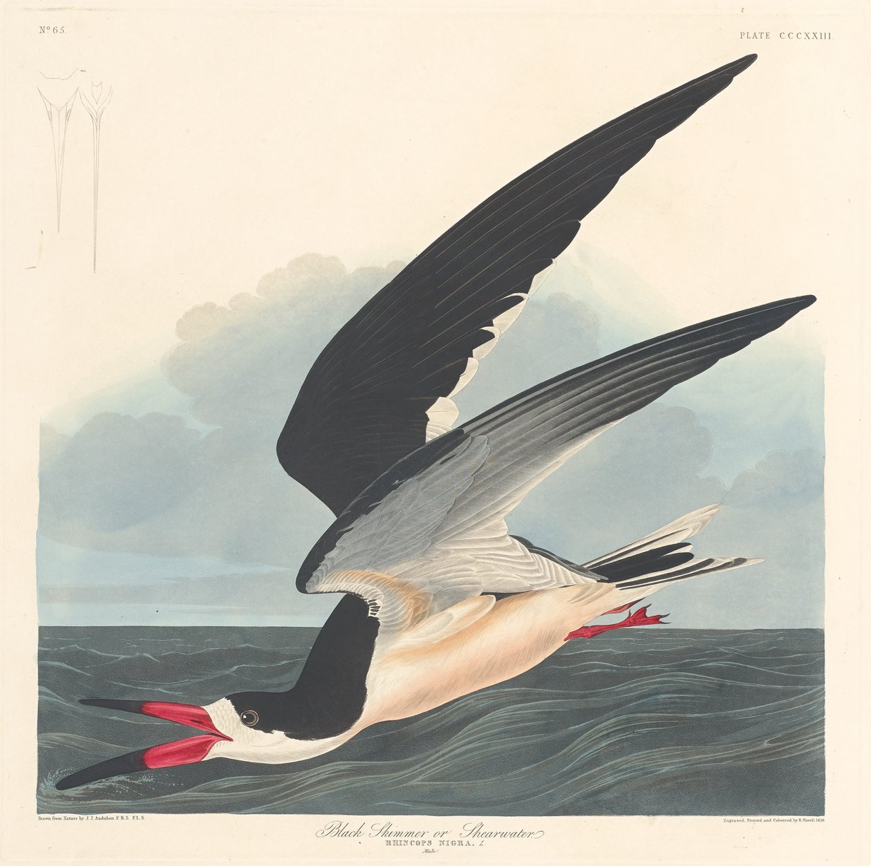 siyah sıyırıcı by Robert Havell after John James Audubon