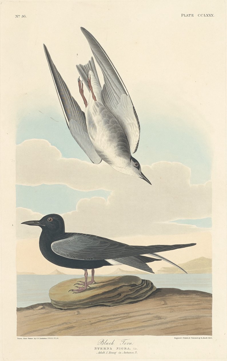 siyah sumru by Robert Havell after John James Audubon
