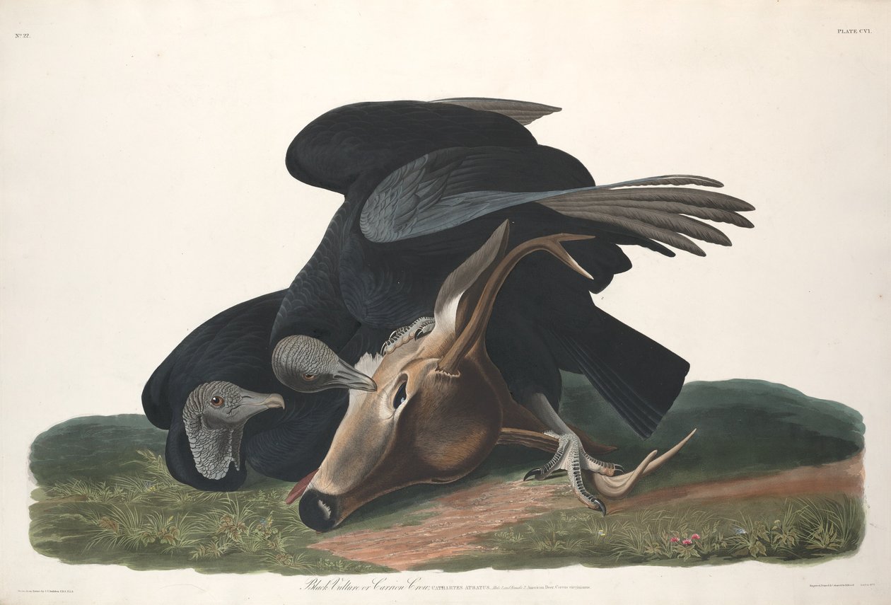 kara akbaba by Robert Havell after John James Audubon