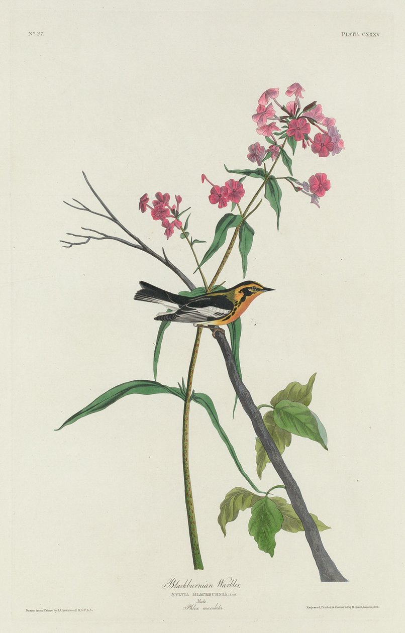 Karaburunlu Ötleğen by Robert Havell after John James Audubon