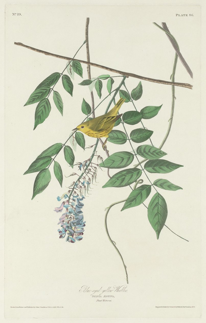 Mavi gözlü Sarı Ötleğen by Robert Havell after John James Audubon