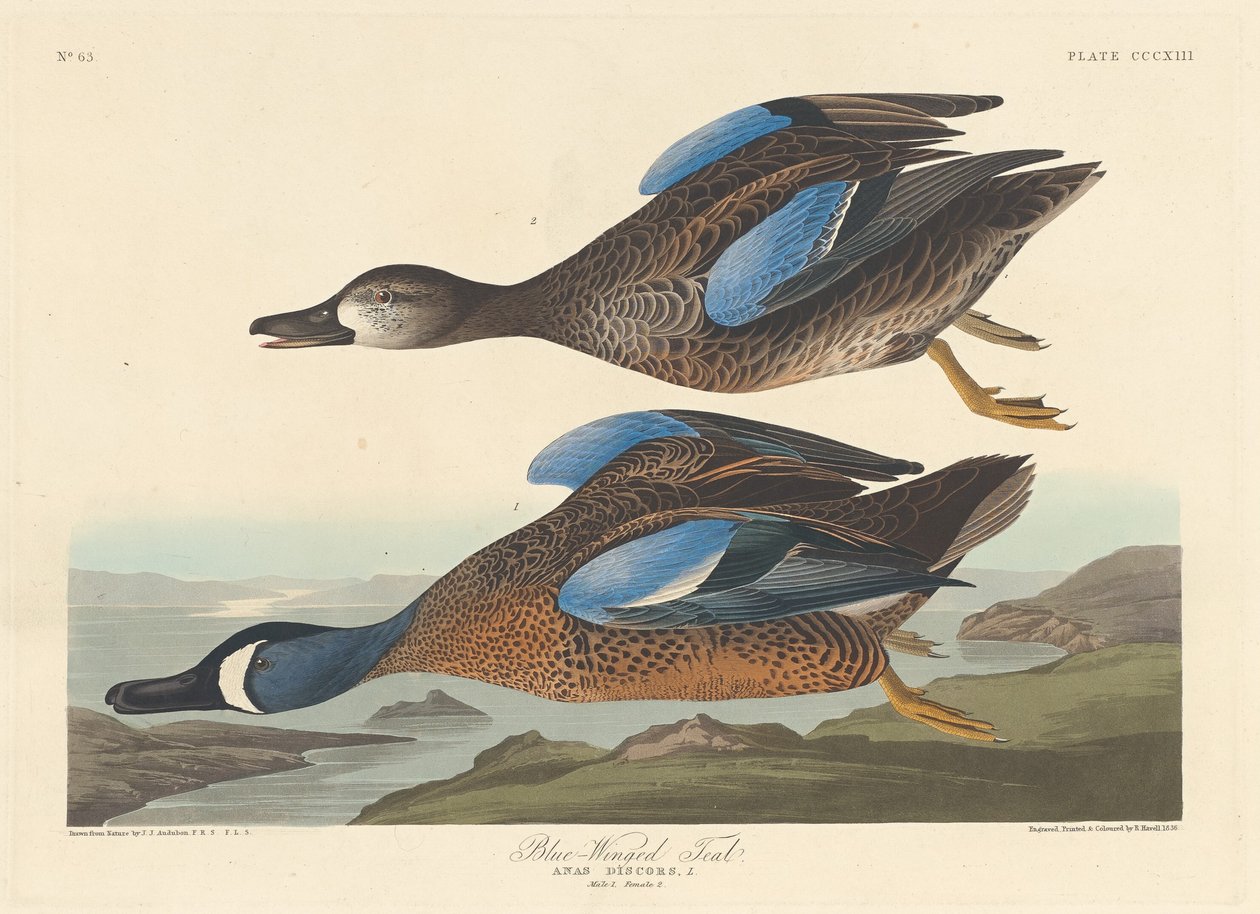 mavi kanatlı deniz mavisi by Robert Havell after John James Audubon