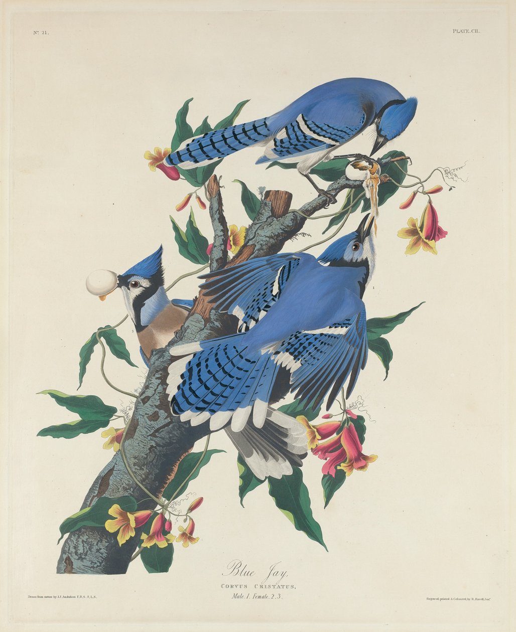mavi alakarga by Robert Havell after John James Audubon