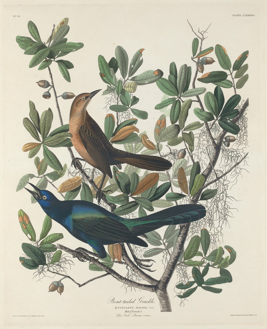 Kayık Kuyruklu Grackle by Robert Havell after John James Audubon