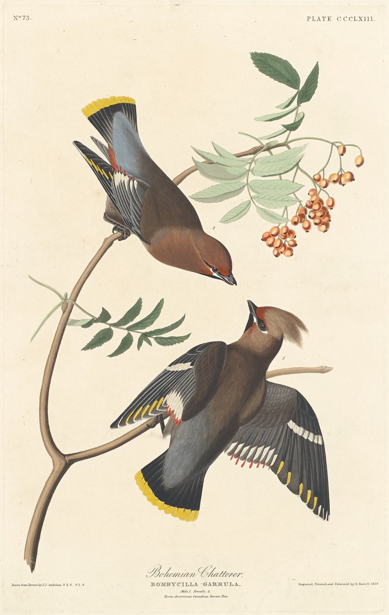 bohem geveze by Robert Havell after John James Audubon