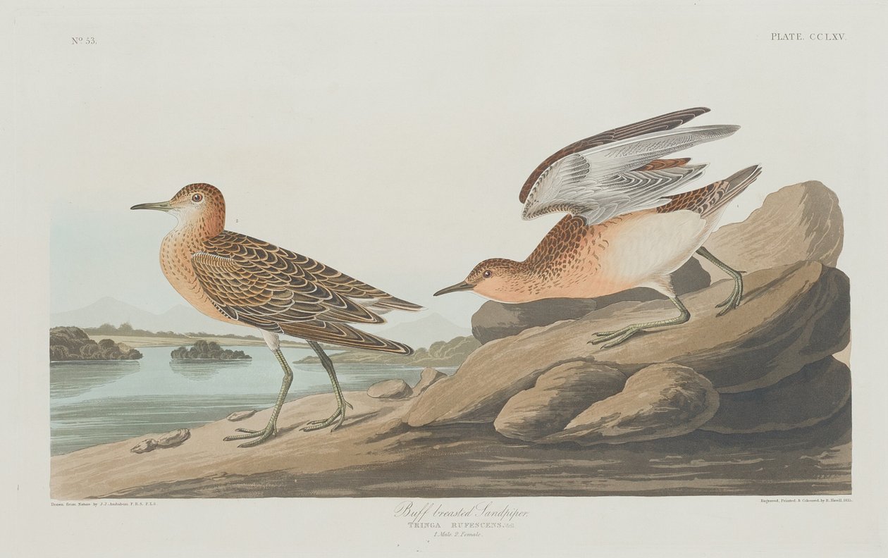 Buff göğüslü Sandpiper by Robert Havell after John James Audubon
