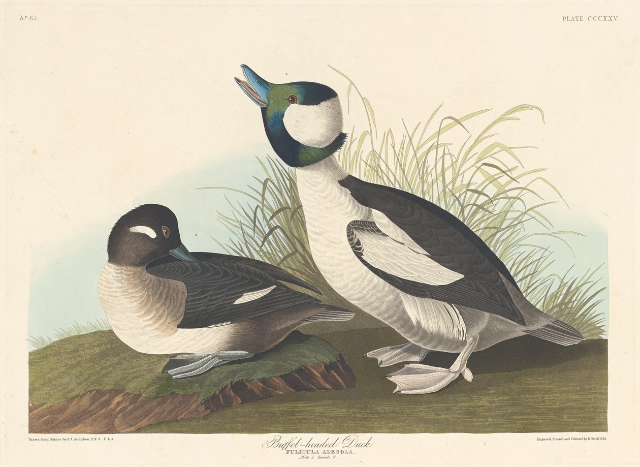 Buffel kafalı ördek by Robert Havell after John James Audubon