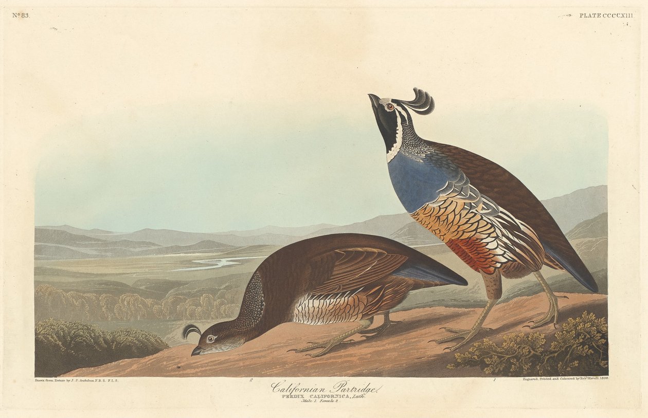 Kaliforniya kekliği by Robert Havell after John James Audubon
