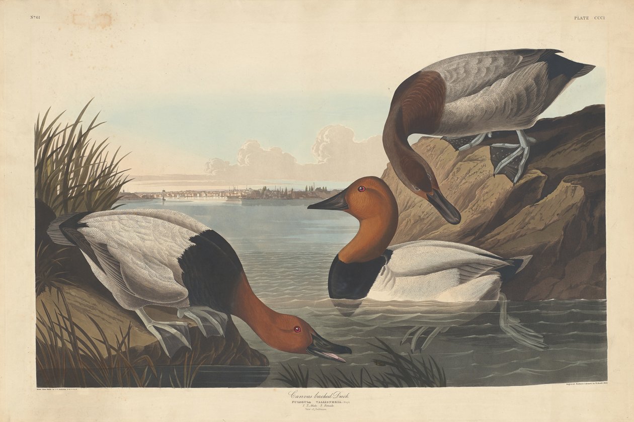 Kanvas Destekli Ördek by Robert Havell after John James Audubon