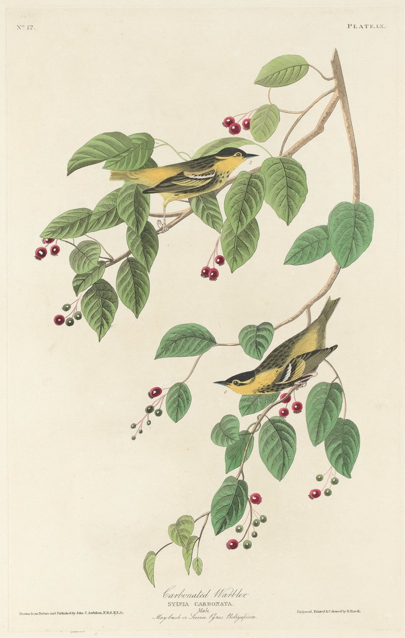 karbonatlı ötleğen by Robert Havell after John James Audubon