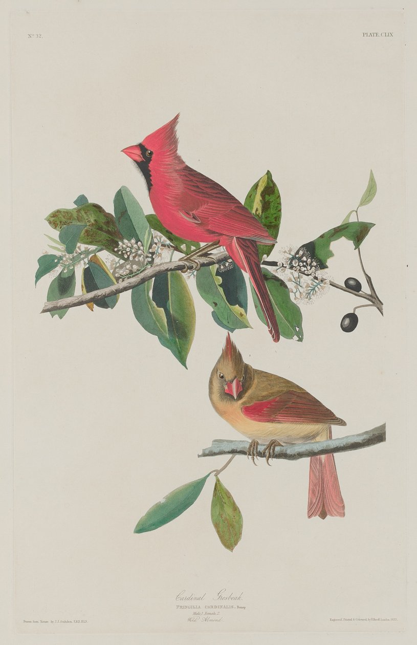 Kardinal Grosbeak by Robert Havell after John James Audubon